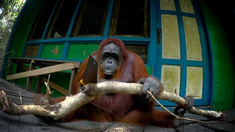 spy in the wild orangutan learns to saw wood nature pbs