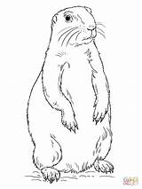Prairie Dog Coloring Drawing Pages Standing Printable Tags sketch template