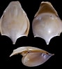 Afbeeldingsresultaten voor "cavolinia tridentata Danae". Grootte: 89 x 100. Bron: bishogai.com