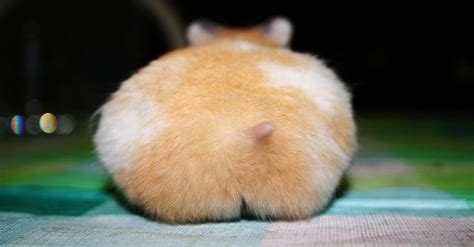 japan can t get enough hamster butts