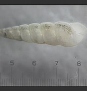 Afbeeldingsresultaten voor "eulimella Acicula". Grootte: 178 x 185. Bron: www.aphotomarine.com