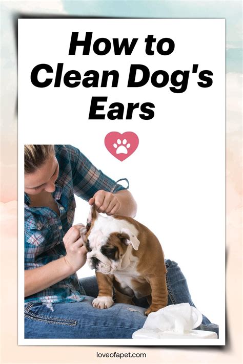 clean dogs ears  home  steps love   pet   dog