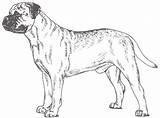 Bullmastiff Mastiff sketch template