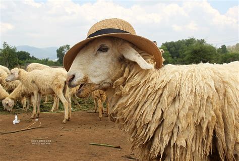 lady sheep sheep cowboy hats lady photo fashion moda fashion styles fashion illustrations