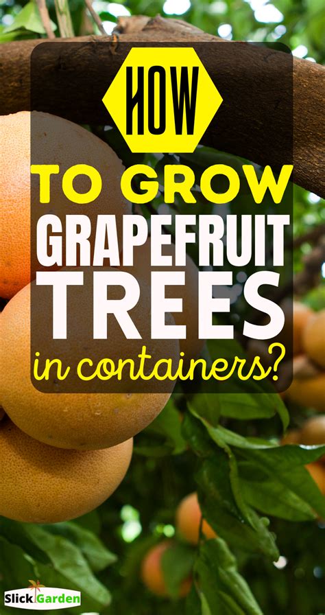 grow grapefruit trees  container  pots slick garden