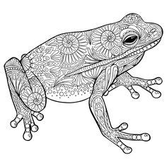 animals reptiles amphibians ideas coloring pages animal