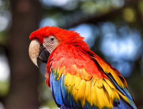difference  parrot  macaw difference