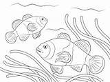 Ikan Pesce Pagliaccio Pez Payaso Mewarnai Clownfish Pesci Dekoratif Poissons Clowns Hias Peces Kumpulan Ocellaris Stampabile Supercoloring Lusso Warnai Lucu sketch template
