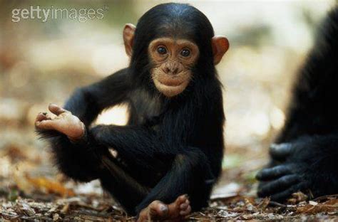 chimpanzee baby chimpanzees  bonobos photo  fanpop