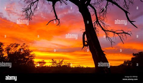 Silhouetted Trees With Dramatic Red Sky At Sunset In South African Bush