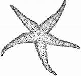 Starfish Clipart Drawing Clip Sea Etc Mar Star Cliparts Echinoderm Usf Designs Edu Search Google Ocean Estrella Estrellas Dibujos Drawings sketch template