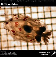 Afbeeldingsresultaten voor Bolitaenidae. Grootte: 181 x 185. Bron: www.st.nmfs.noaa.gov