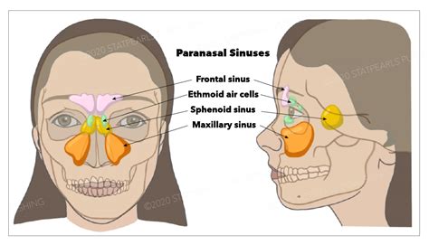 frontal sinus bone anatomy