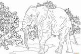 Coloring African Elephant Pages Animals Savanna Realistic Forest Indian Walking Printable Drawing Colouring Supercoloring Color Desert Plants Print Animal Colorings sketch template