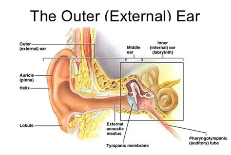 outer ear anatomy outer ear infection pain  treatment
