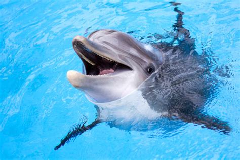 dolfijnen dolblij met klein overzichtelijk zwembadje