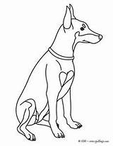 Pinscher Designlooter 300px sketch template