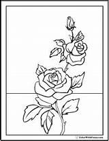 Coloring Rose Pages Flower Roses Pdf Flowers Adults Printable Drawing Lily Rosebud Color Outline Pretty Beautiful Print Colorwithfuzzy Printables Drawings sketch template
