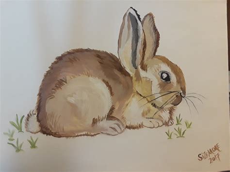 cotton tail bunny drawings artwork painting