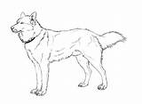 Husky sketch template