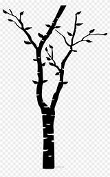 Birch Coloring Tree Ultra Pages Clipart sketch template