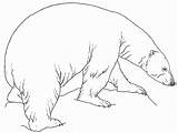 Bear Polar Coloring Pages Ours Realistic Bears Coloriage Color Printable Drawing Kids Dessiner Line Dessin Octave Popular Colorier Getcolorings Getdrawings sketch template
