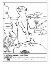 Coloring Fiery Furnace Library Clipart Meerkat Colouring Pages sketch template