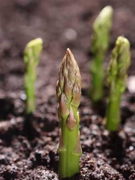 asparagus seeds  etsy uk