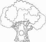 Tree Coloring Pages Oak Family Big Drawing Outline Without History Colouring Leaves Trees Clipart Color Printable Getcolorings Print Birthday Getdrawings sketch template