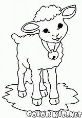 Colorare Ovejas Owce Kolorowanka Dzwonkiem Pecore Pecora Schafe Glocke Owca Cordero Goats Kolorowanki Campana Cabra Koza Malvorlagen Moutons Szyi Pages sketch template