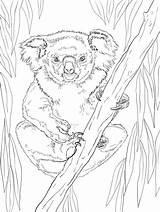 Koala Colorear Koalas sketch template