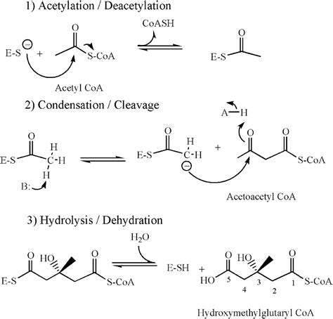 3 hydroxy 3 methylglutaryl coa synthase intermediate complex observed