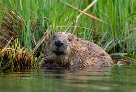 beavers returning to sweden s capital can be a dam nuisance