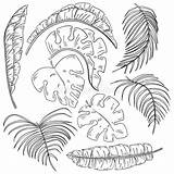 Tropicali Foglie Illustrazione Isolato Elementi Schizzo Coprono Disegnati Isolate sketch template