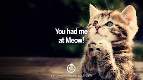 cute cat images  quotes  crazy cat ladies gentlemen  lovers