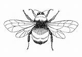 Hommel Kleurplaat Bee Bumble Bumblebee sketch template