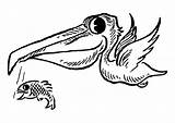 Coloring Pelican Fish Large sketch template