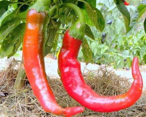 buy italian long hot chile pepper seeds capsicum annuum