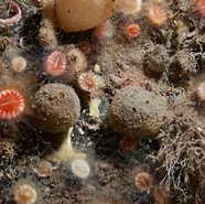 Afbeeldingsresultaten voor "tethya Hibernica". Grootte: 186 x 185. Bron: www.marinespecies.org