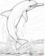 Delfino Ausmalbilder Salto Disegnare Delfines Dolfijn Adults Volwassenen Golfinho Colorir sketch template