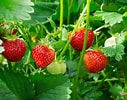 Bildresultat för Strawberry Plants. Storlek: 127 x 100. Källa: www.gardeningknowhow.com