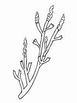 Coloring Pages Vegetables Sagebrush Wormwood Print sketch template