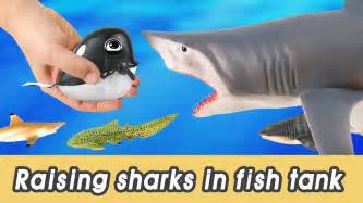 en  lets raise sharks   fish tank kids education marine animals animationcocostoy