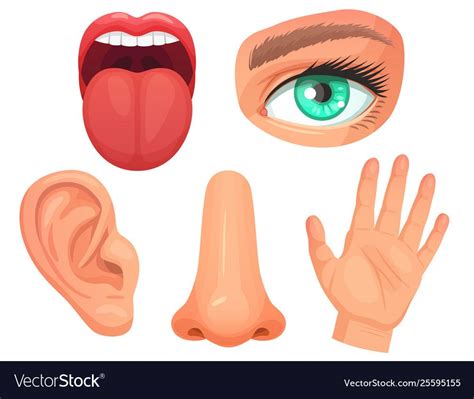 cartoon sensory organs senses organs eyes vision nose smell tongue