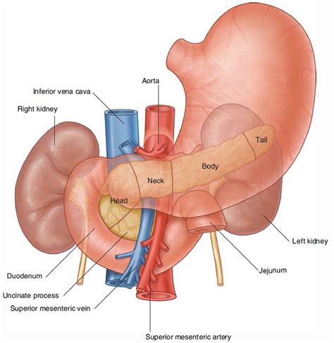 duodenum anatomy parts location duodenum function problems