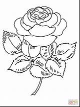Coloring Rose Bush Drawings 1320 55kb sketch template