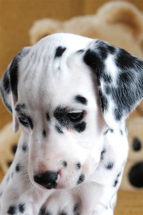 cute dalmatian puppy stock image image  sweet color