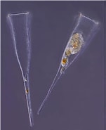 Image result for "rhabdonella Cornucopia". Size: 151 x 185. Source: gallery.obs-vlfr.fr