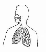 Respiratory Clipart Respiratorio Apparato Library sketch template