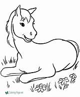 Horse Coloring Pages Colt sketch template